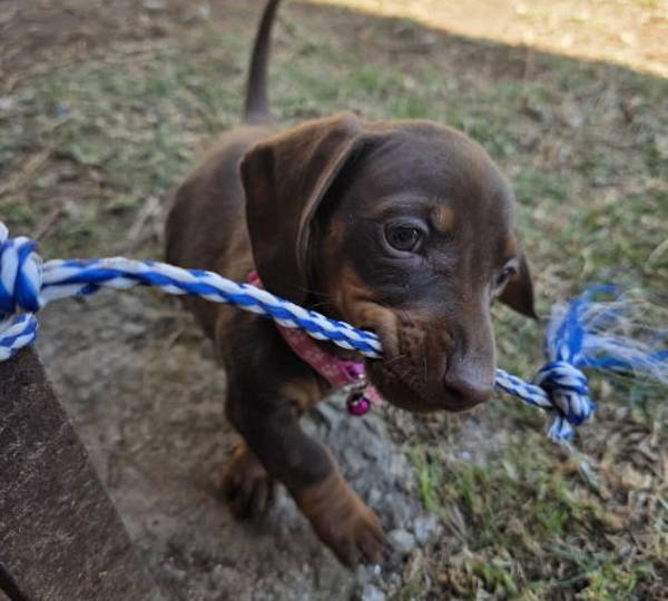 Coco