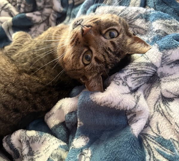 Bella