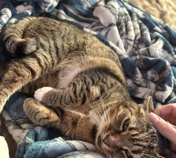 Bella