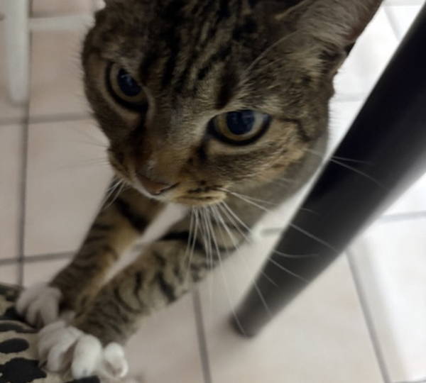 Bella