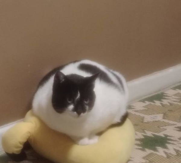 Tiva