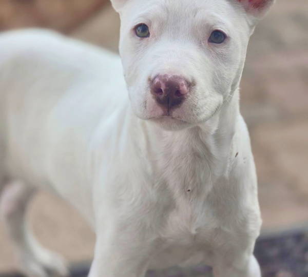 Bruno
