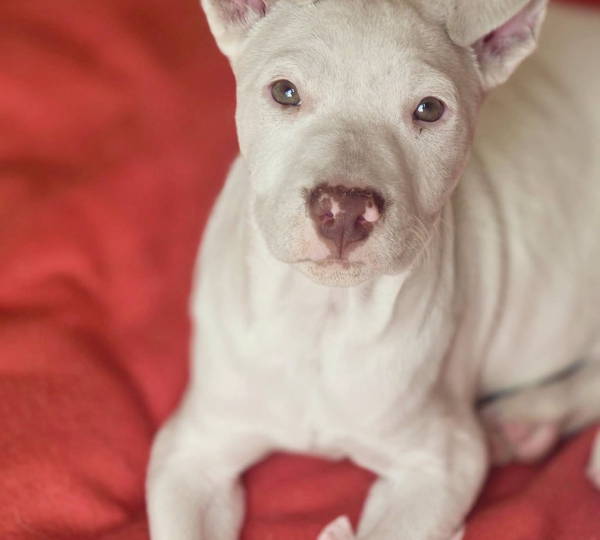 Bruno