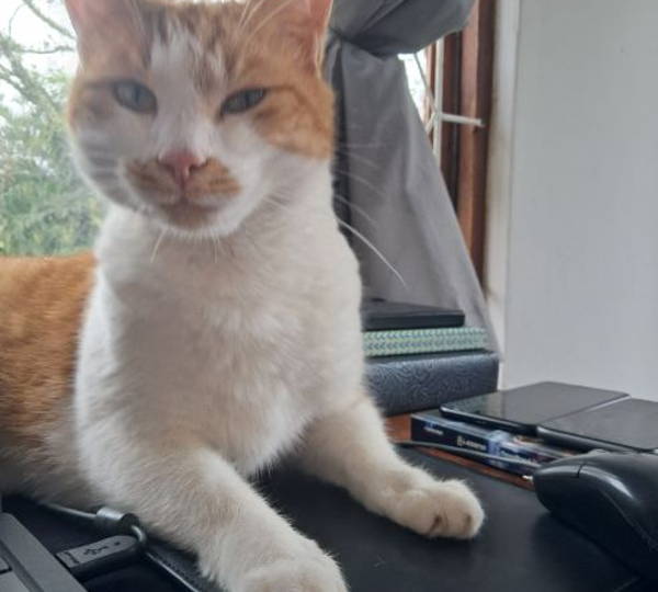Archie