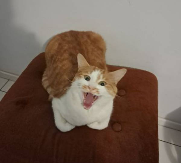 Archie