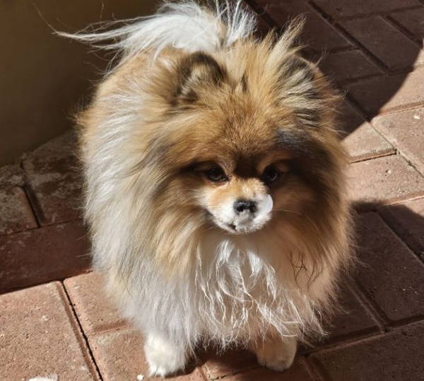 Coco