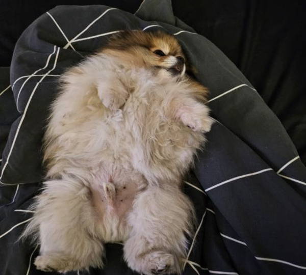 Coco