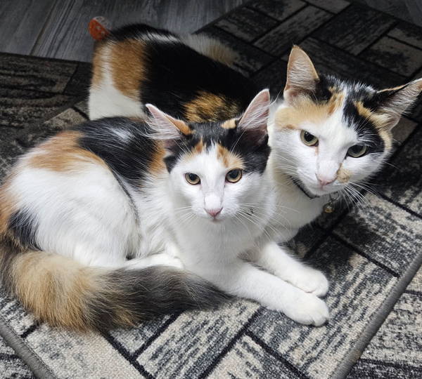 Patches, Nala & Simi