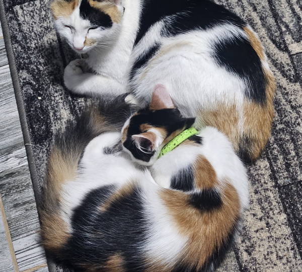Patches, Nala & Simi