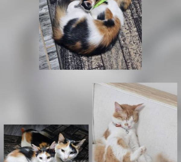 Patches, Nala & Simi