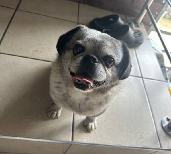 Buddy