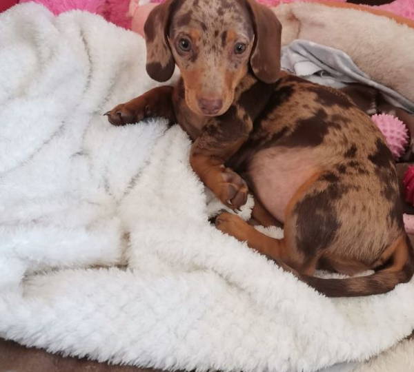 Zuri