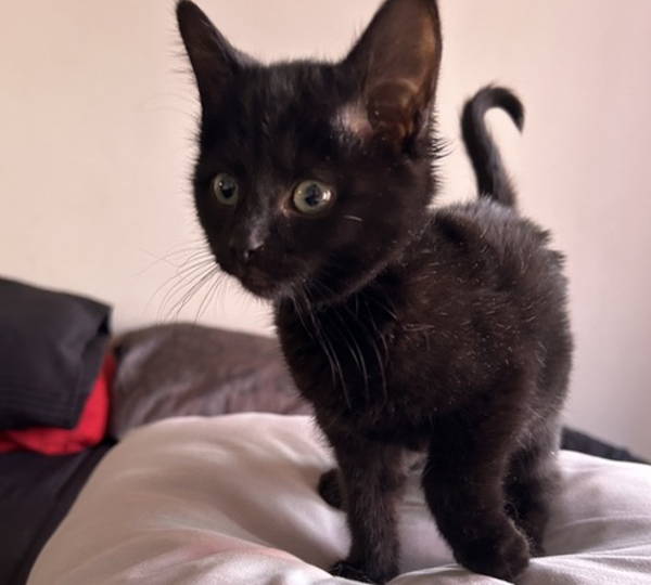 Blackie