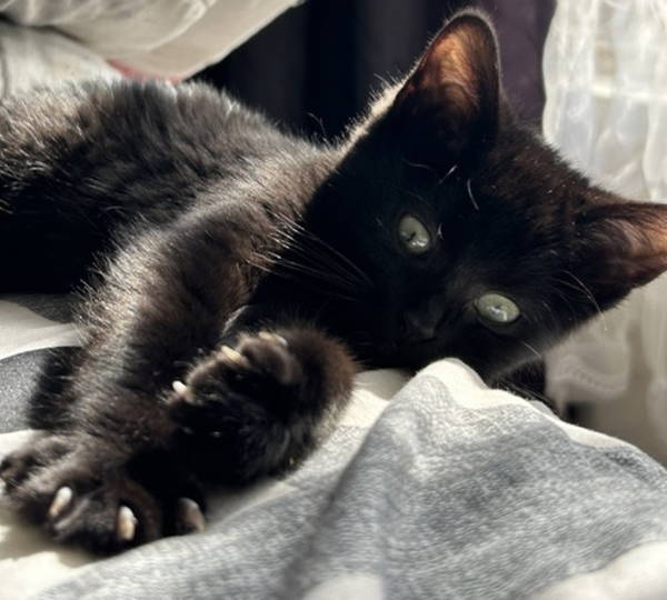Blackie