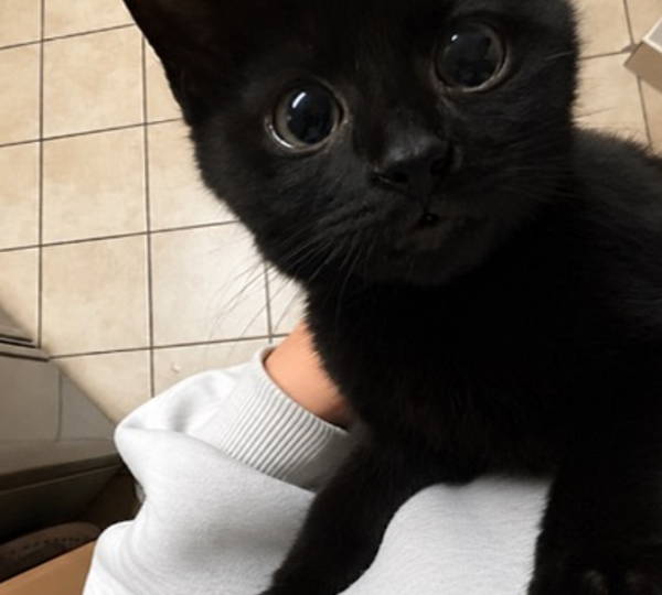 Blackie