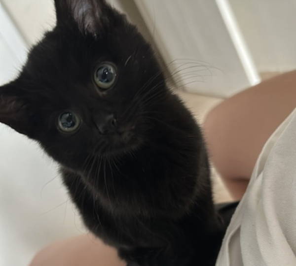 Blackie