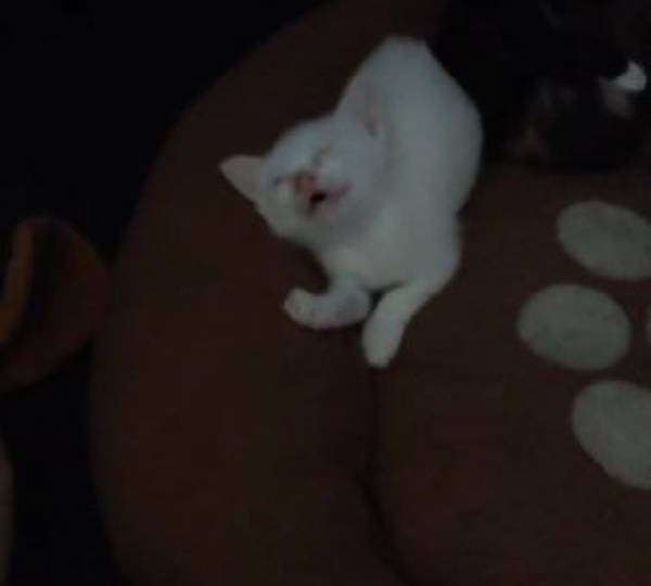 Nala