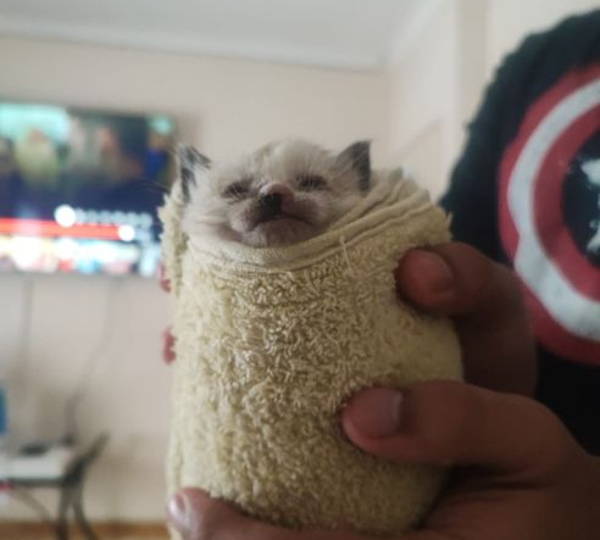 Nala