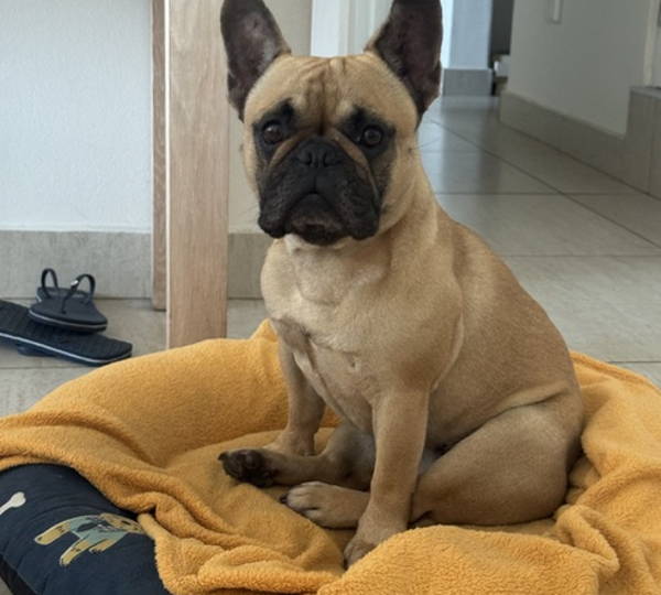 Bella