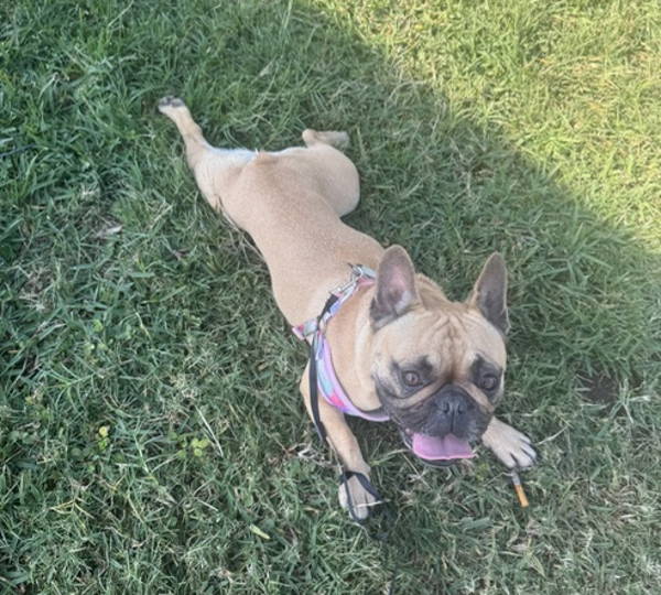Bella