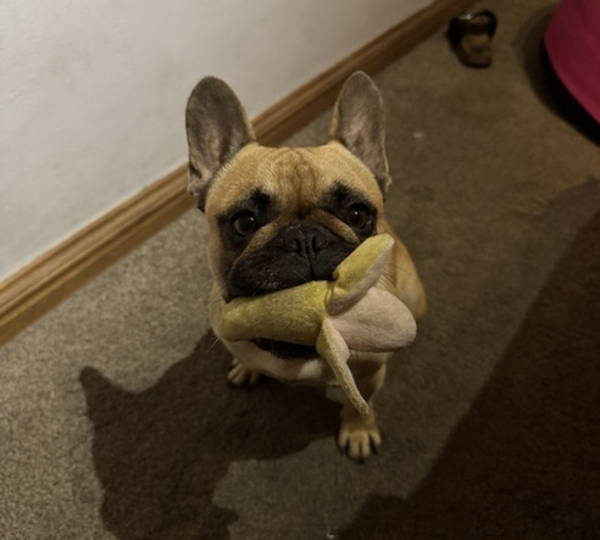 Bella