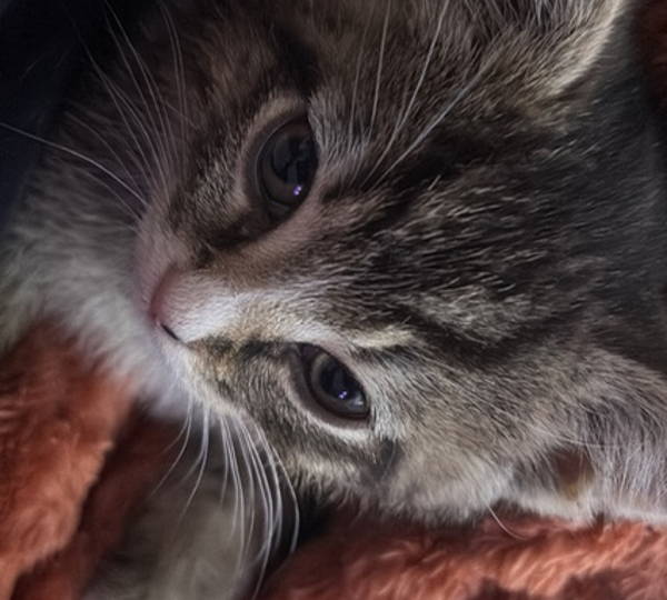 Oliver