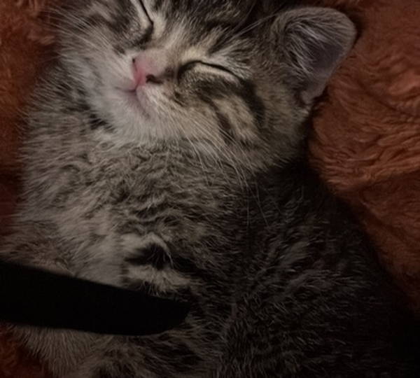 Oliver