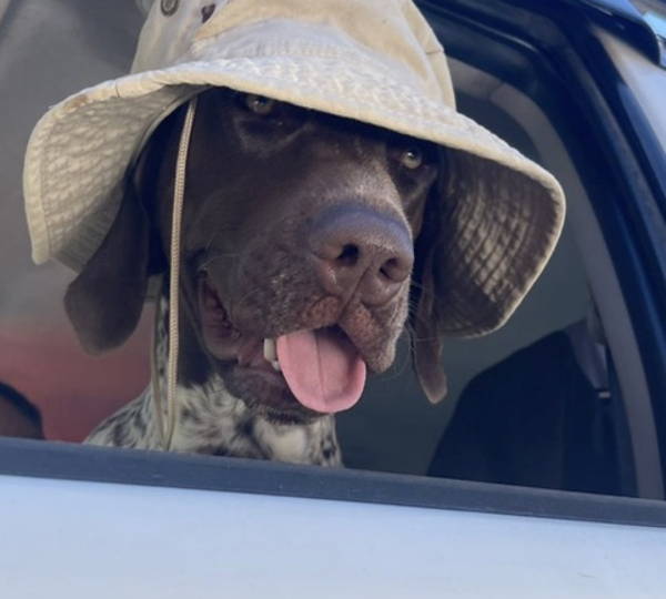 Sarge