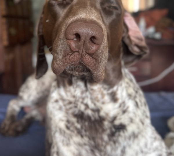Sarge