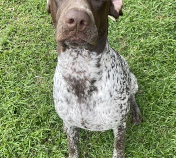 Sarge