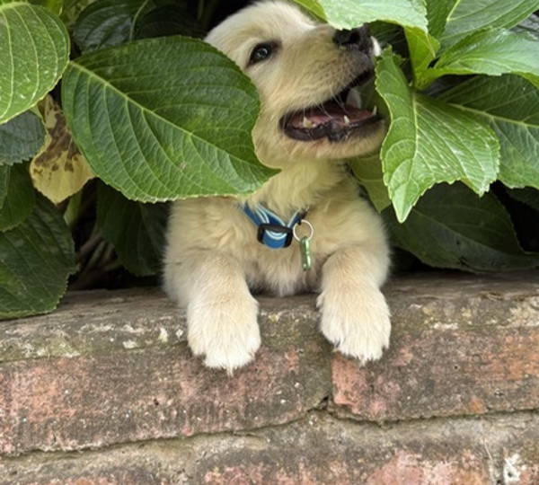 Bella
