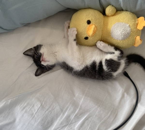 Gracie
