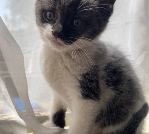 Gracie