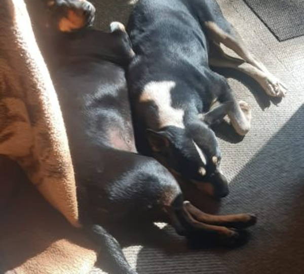 Quila & Bismark