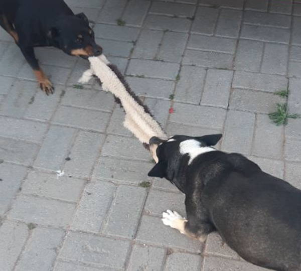 Quila & Bismark