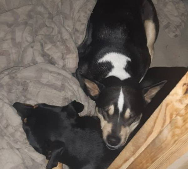 Quila & Bismark
