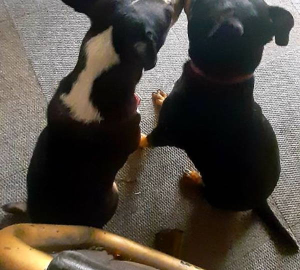 Quila & Bismark