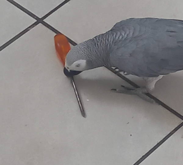 Pollie