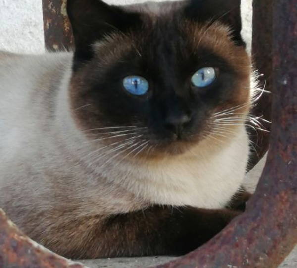 Chico