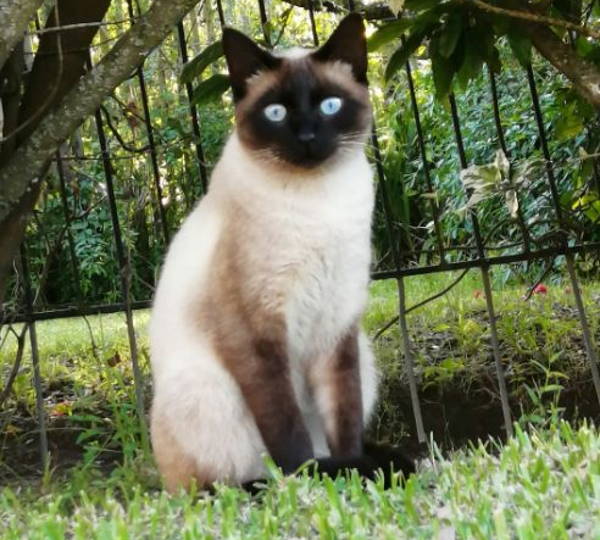 Chico