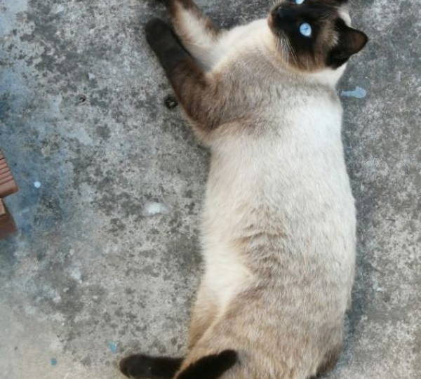 Chico