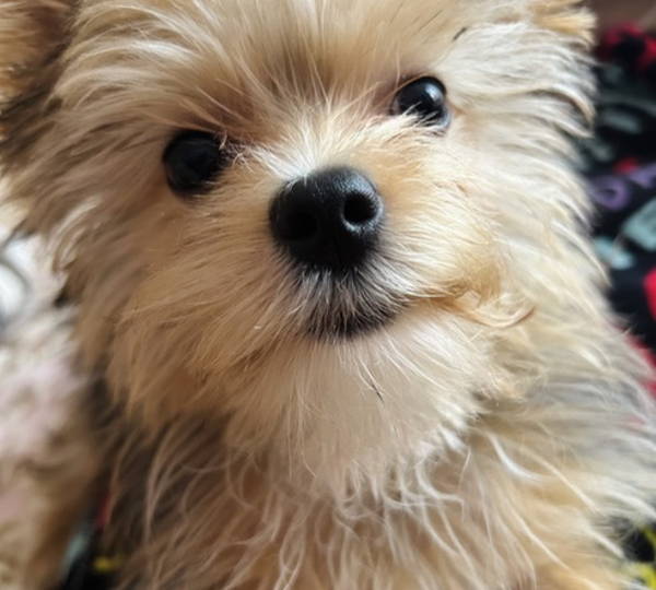 Beau