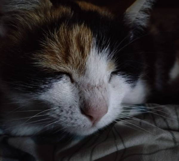 Mia