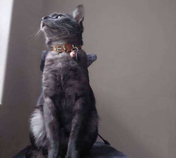 Bagheera
