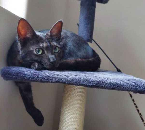 Bagheera