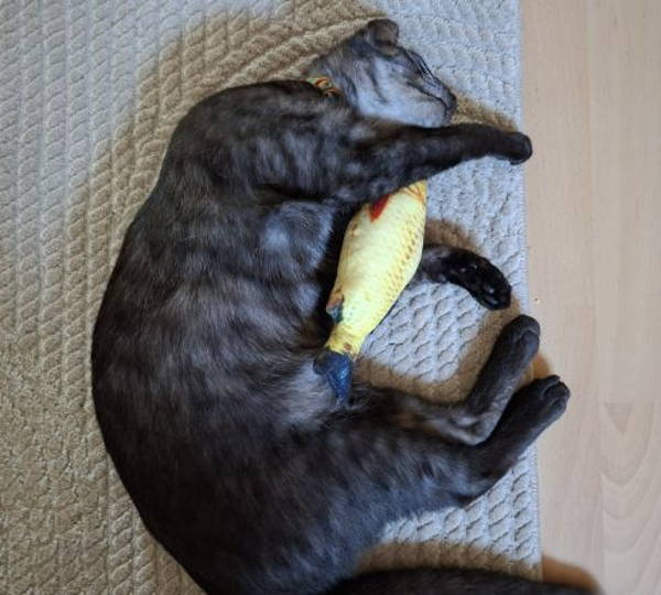 Bagheera