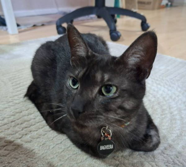 Bagheera