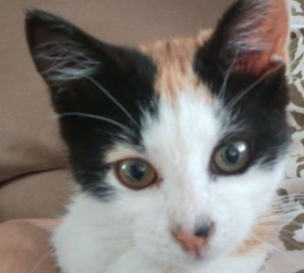 Beel-Lee