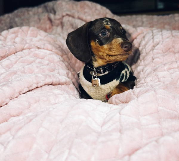 Rolo