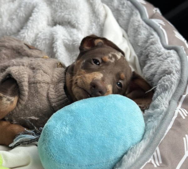 Rolo
